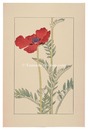 鬼芥子　Papaver orientale
