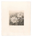 ふくじゅそう　Fukujuso Plant