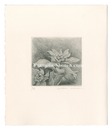 ふきのとう　Butterbur Sprout