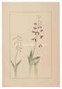 海老根　Calanthe discolor