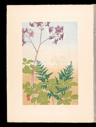 高山植物図譜　シキンカラマツ・オクヤマワラビ　Japanese Alpine Plants / Thalictrum rochebrunianum and Alpine lady-fern