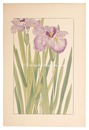 花菖蒲　Japanese Iris