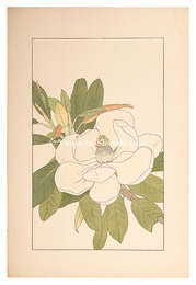 大山木　Southern Magnolia