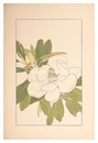 大山木　Southern Magnolia