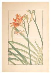 藪菅草　Bush sedge