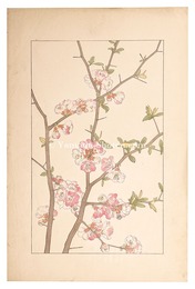 木瓜　Japanese quince