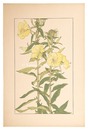 大待宵草　Evening Primrose