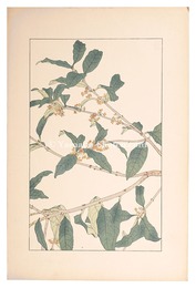 木犀　Sweet Osmanthus