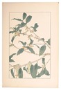 木犀　Sweet Osmanthus