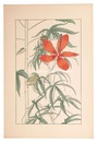 紅蜀葵　Hibiscus Coccineus