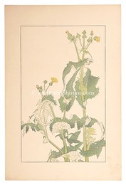 野罌粟　Sow Thistle