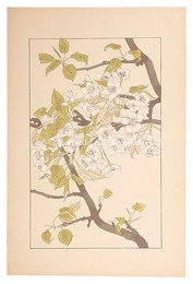 梨　Sand pear