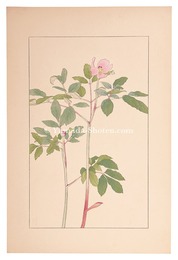 山芍薬　Paeonia japonica
