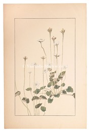 梅鉢草　Parnassia palustris
