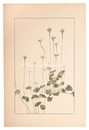 梅鉢草　Parnassia palustris