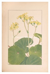 つわぶき　Japanese Silver Leaf