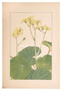 つわぶき　Japanese Silver Leaf