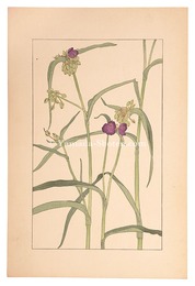 紫露草　Tradescantia Virginica