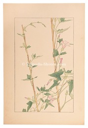 小昼顔　Japanese false bindweed