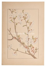染井吉野　Yoshino cherry