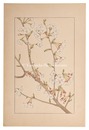 染井吉野　Yoshino cherry