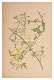 山吹　Japanese kerria