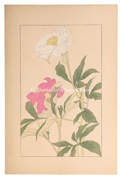 芍薬　Peony