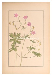 赤沼風露　Geranium dakuricum, DC
