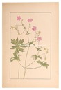 赤沼風露　Geranium dakuricum, DC