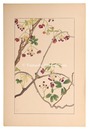 あけび　five-leaf Akebia