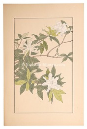 水梔子　Gardenia