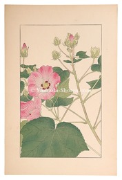 芙蓉　Cotton Rosemallow