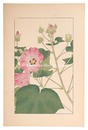 芙蓉　Cotton Rosemallow