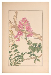 百日紅　Crape myrtle