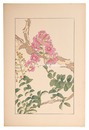 百日紅　Crape myrtle