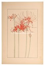 彼岸花　Red spider lily
