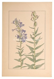 沢桔梗　Lobelia sessilifolia
