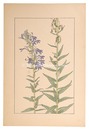 沢桔梗　Lobelia sessilifolia