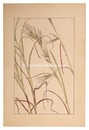 刈萱　Thatching grass