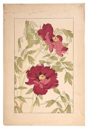 牡丹　Peony