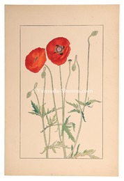 雛罌粟　Shirley Poppy,Corn Poppy