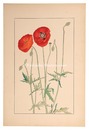 雛罌粟　Shirley Poppy,Corn Poppy