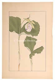 熊谷草　Japanese lady's slipper