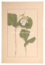 熊谷草　Japanese lady's slipper
