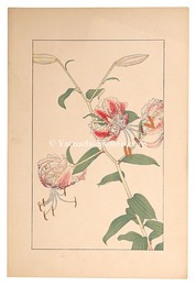 鹿子百合　Lilium Speciosum