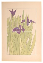 燕子花　Water iris