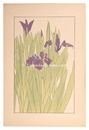 燕子花　Water iris