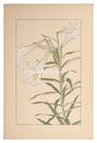 鉄砲百合　Easter Lily