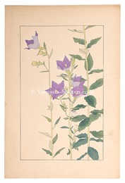 桔梗　Balloon Flower