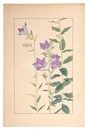 桔梗　Balloon Flower